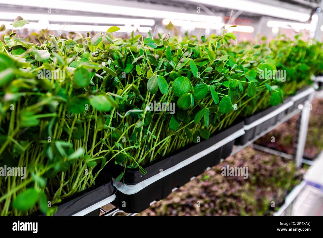 Gros plan de Microgreens poussant en plateaux sous éclairage; Edmonton, Alberta, Canada Banque D'Images