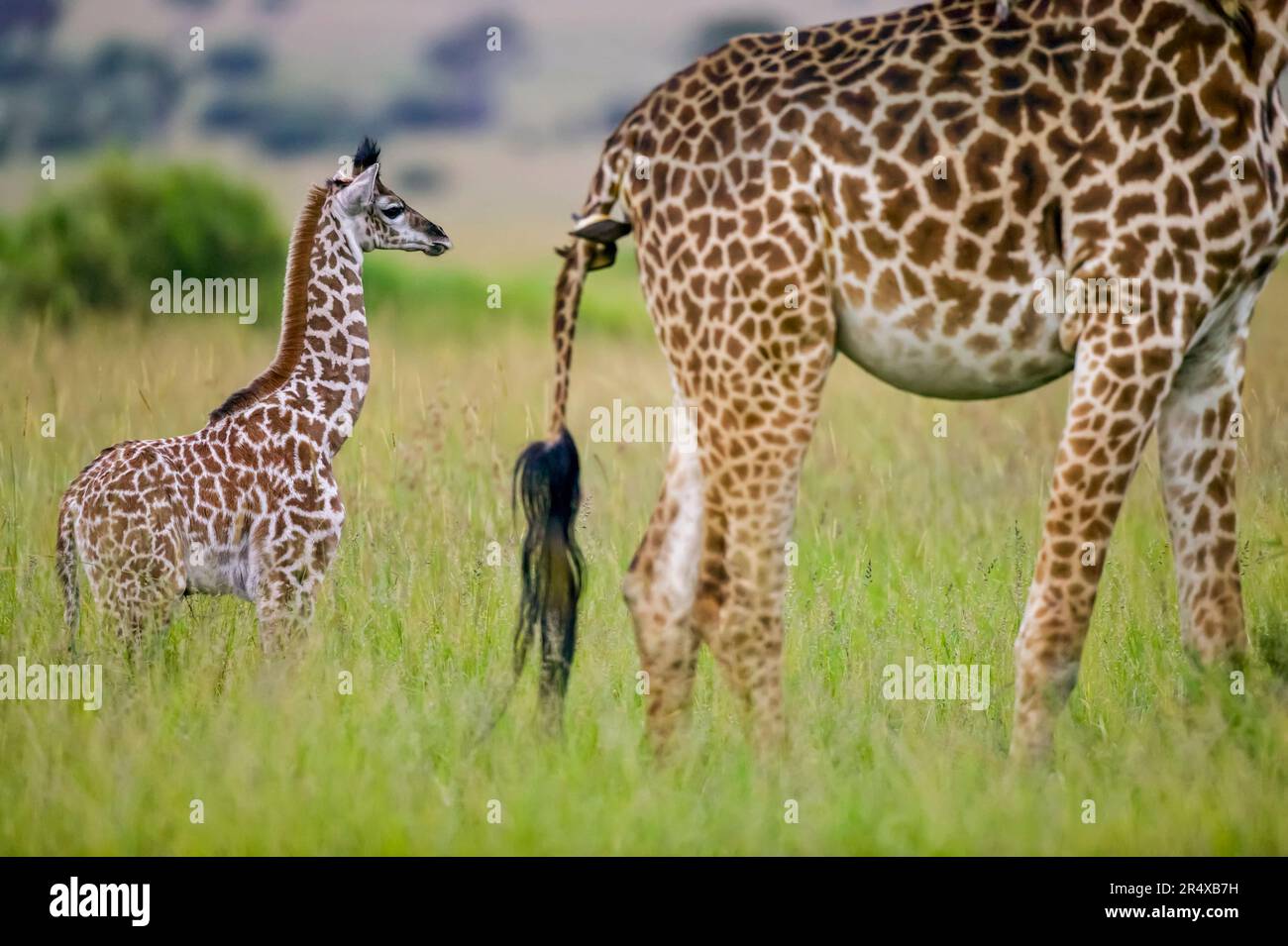 La jeune girafe (Giraffa camelopardalis) suit sa mère qui a des oxpeckers (Buphagus sp.) Sur sa queue dans la réserve de gibier Maasai Mara ; Kenya Banque D'Images