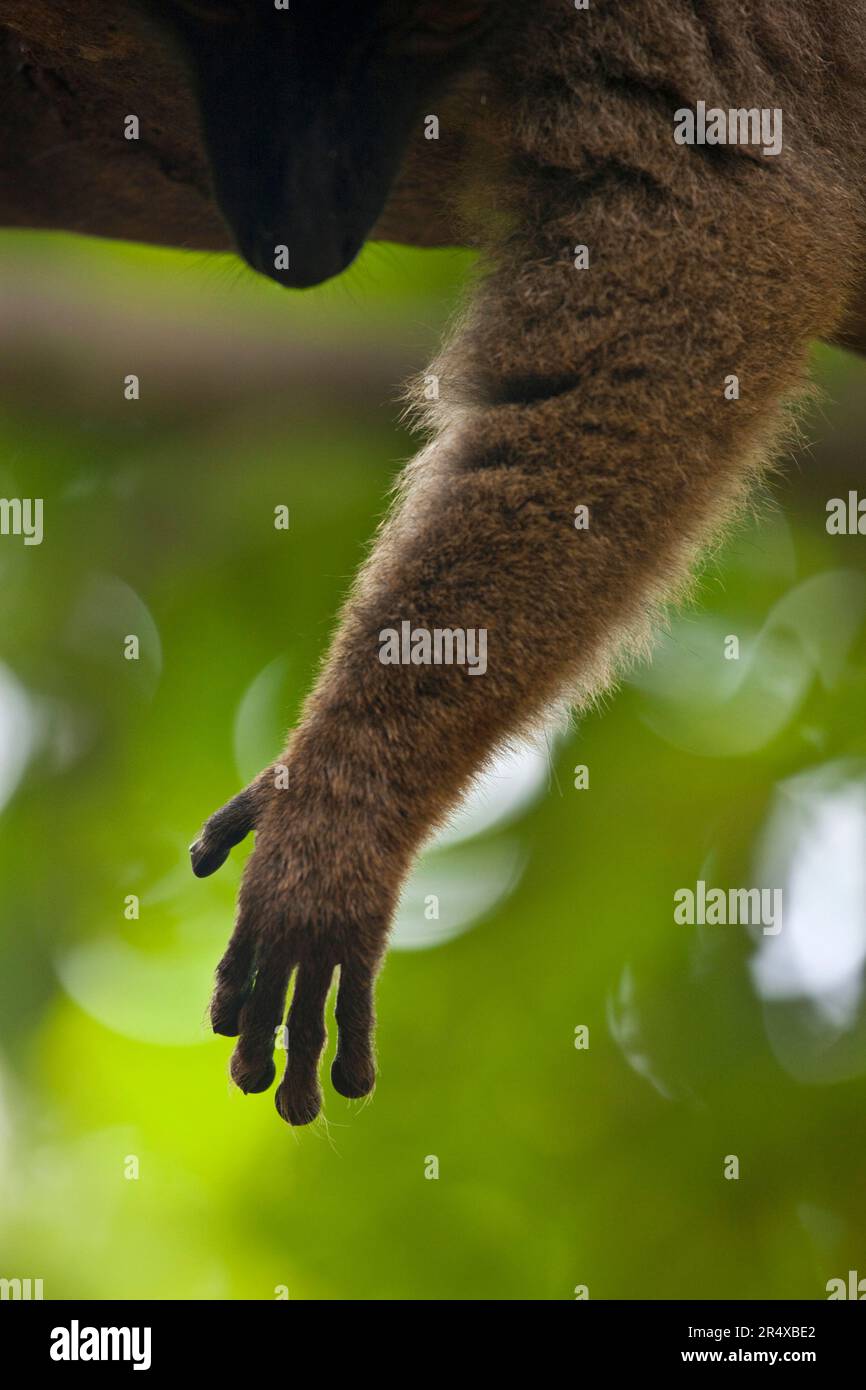 Gros plan du bras et de la main d'un lémurien suspendus au-dessus d'une branche d'arbre ; Mayotte, île M'Bouzi Banque D'Images