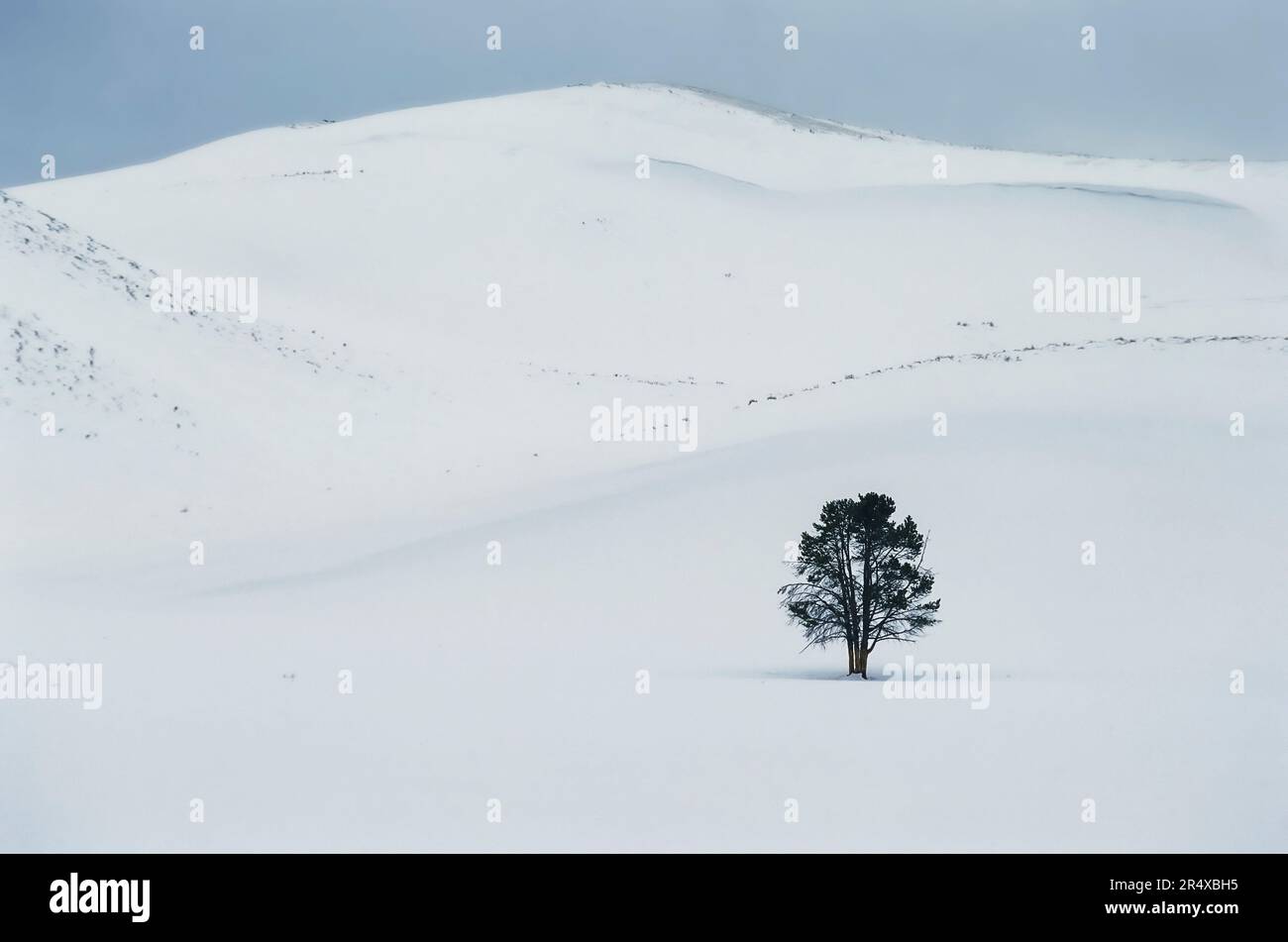 Paysage hivernal avec un seul arbre dans le parc national de Yellowstone, Wyoming, États-Unis ; Wyoming, États-Unis d'Amérique Banque D'Images