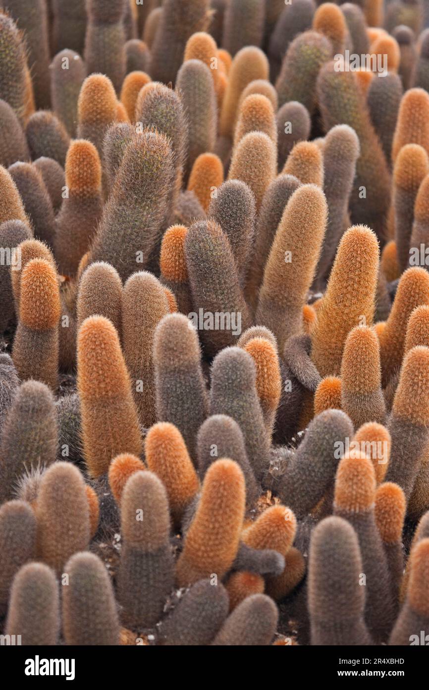 Vue rapprochée de Lava Cactus (Brachycereus nesioticus) ; îles Galapagos, Équateur Banque D'Images
