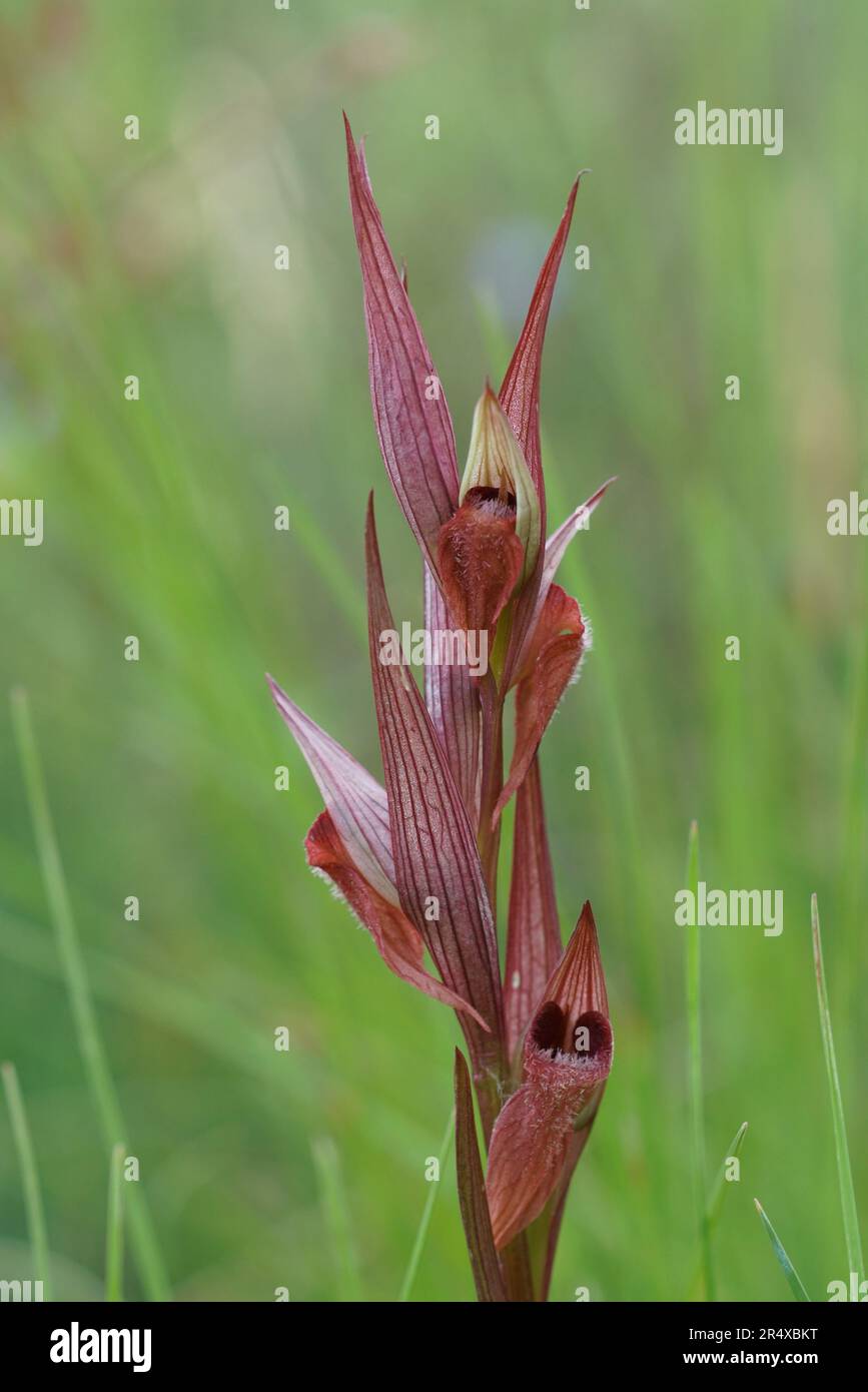 Gros plan vertical sur l'orchidée rouge à longue lèvre de la langue, Serapias vomeracea sur fond vert naturel flou Banque D'Images