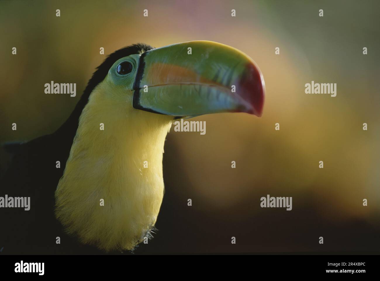 Vue rapprochée d'un Toucan au Costa Rica ; Costa Rica Banque D'Images Vue rapprochée d'un Toucan au Costa Rica ; Costa Rica Banque D'Images