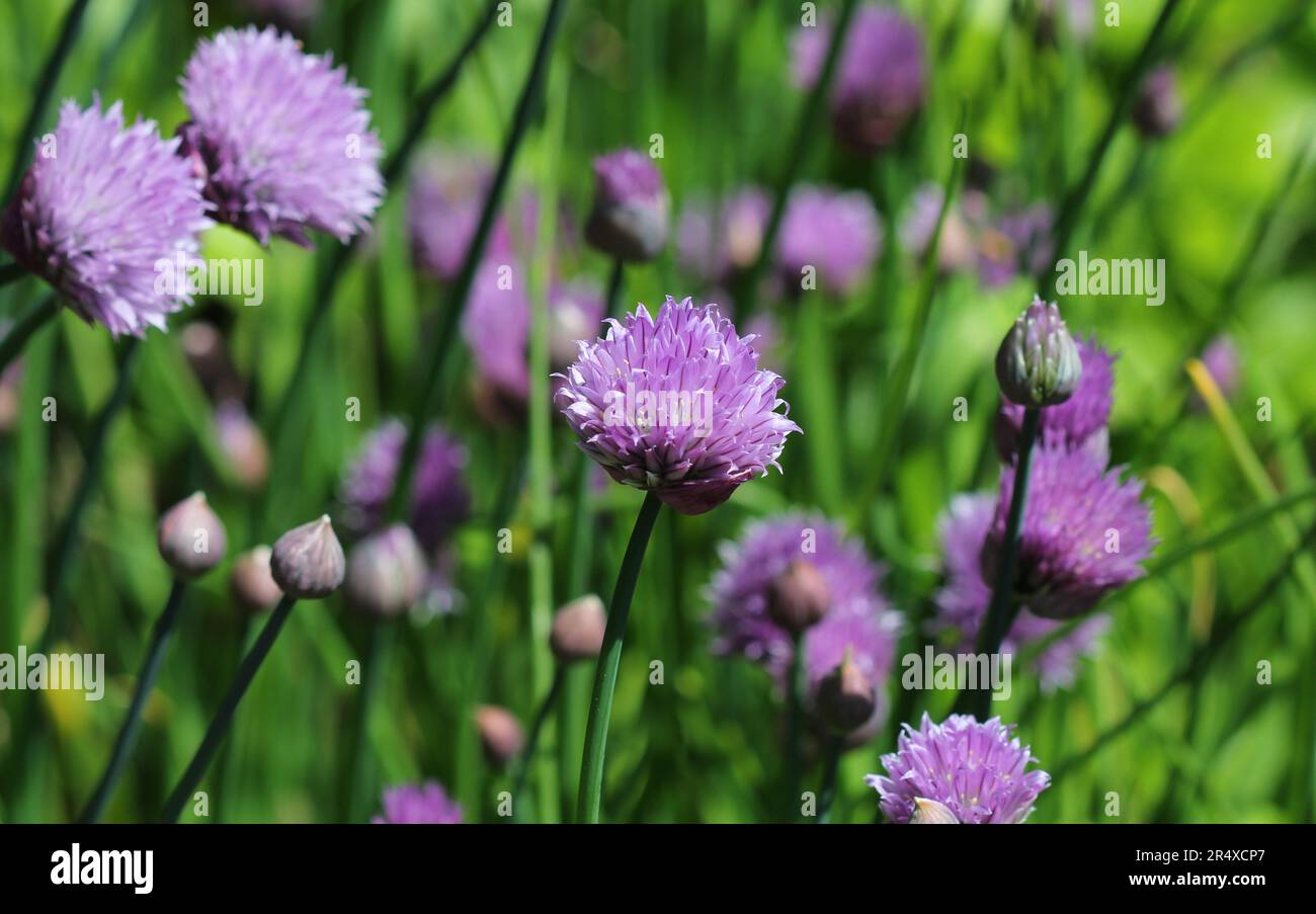 Les fleurs violettes de Chives, Allium schoenoprasum Banque D'Images