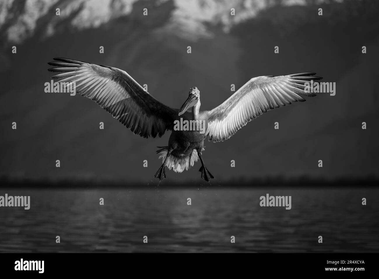 Image en noir et blanc d'un pélican dalmatien (Pelecanus crispus) déployant des ailes en atterrissant sur un lac ; Macédoine centrale, Grèce Banque D'Images