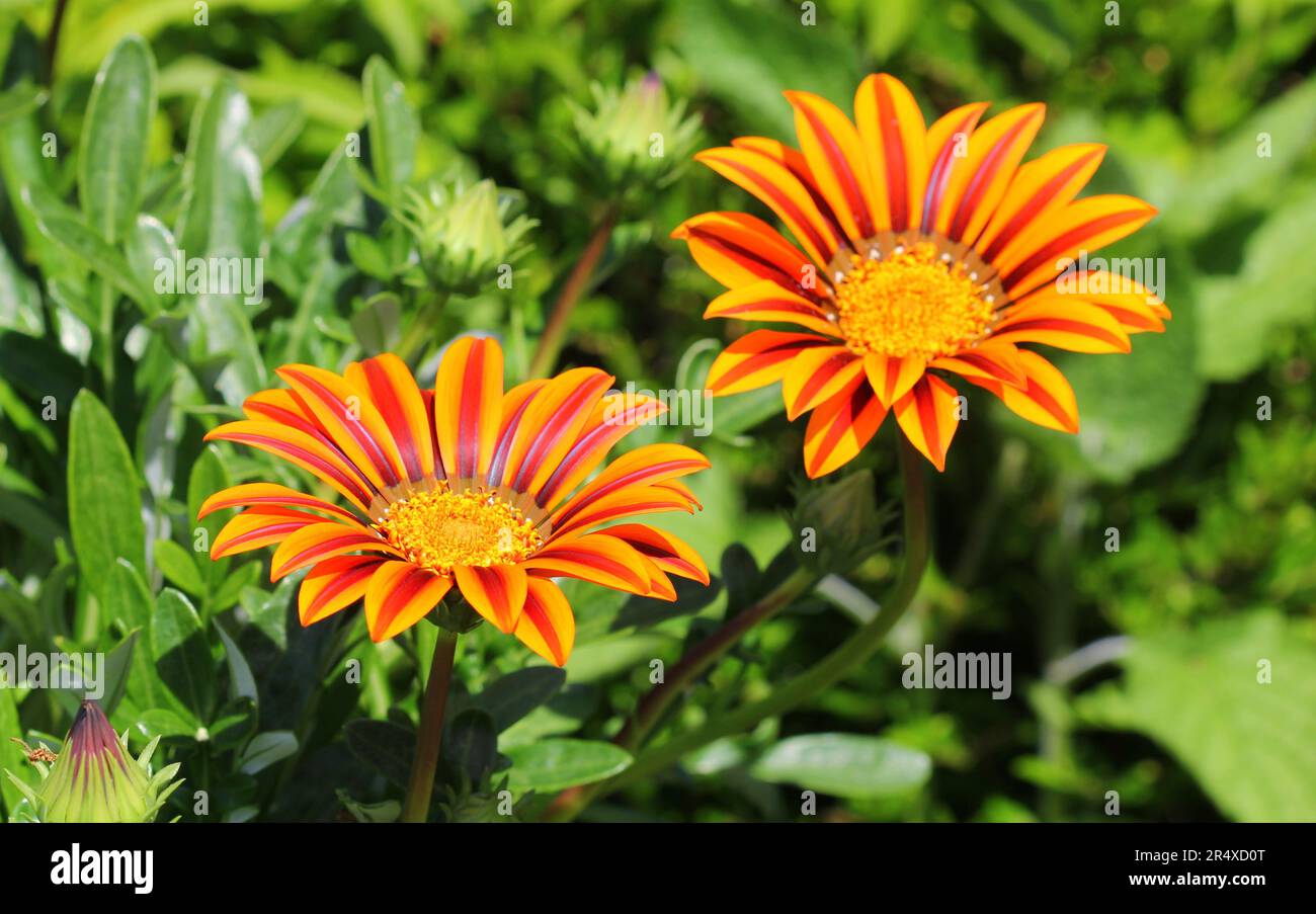 Gazania rouge vif et orange, Daisies africaines Banque D'Images