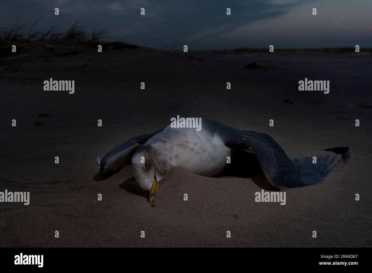 Dead European Herring Gull (Larus argentatus) sur le sable d'une plage; Terscheling Island, pays-Bas Banque D'Images