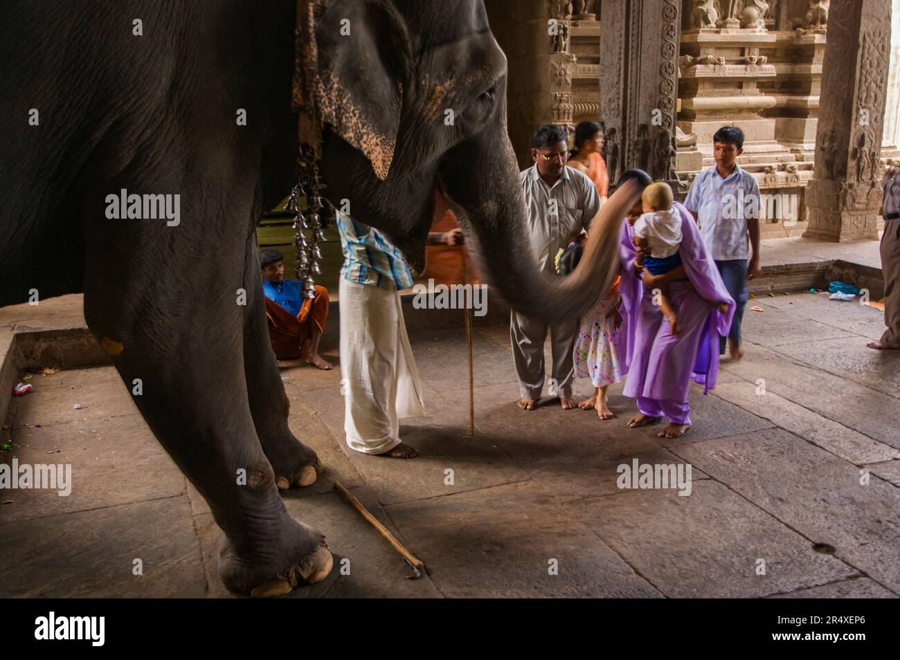 Un éléphant donne des bénédictions aux visiteurs du temple Meenakshi ; Madurai, Tamil Nadu, Inde Banque D'Images