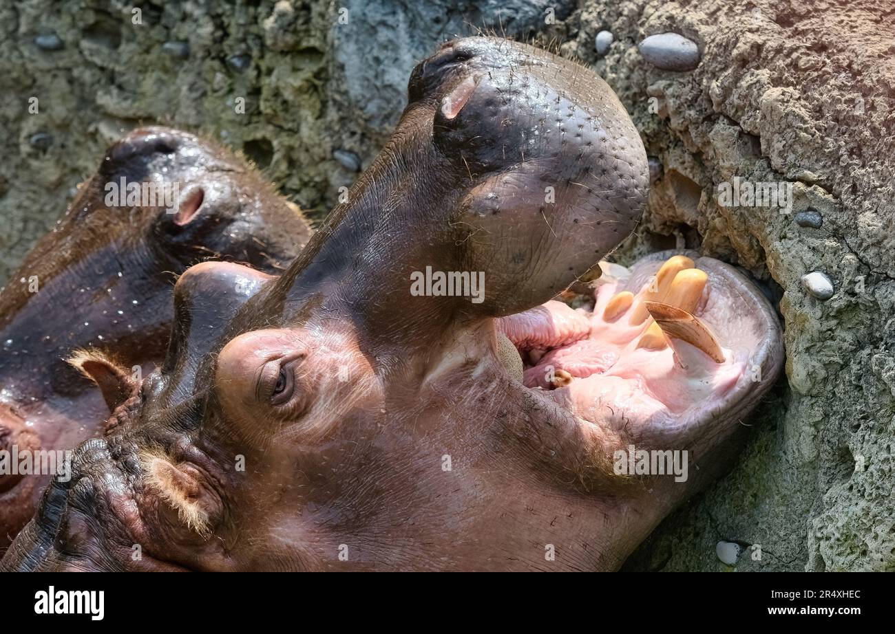 Deux animaux hippopotames ou hippopotames à bouche ouverte pendant le processus d'alimentation Banque D'Images