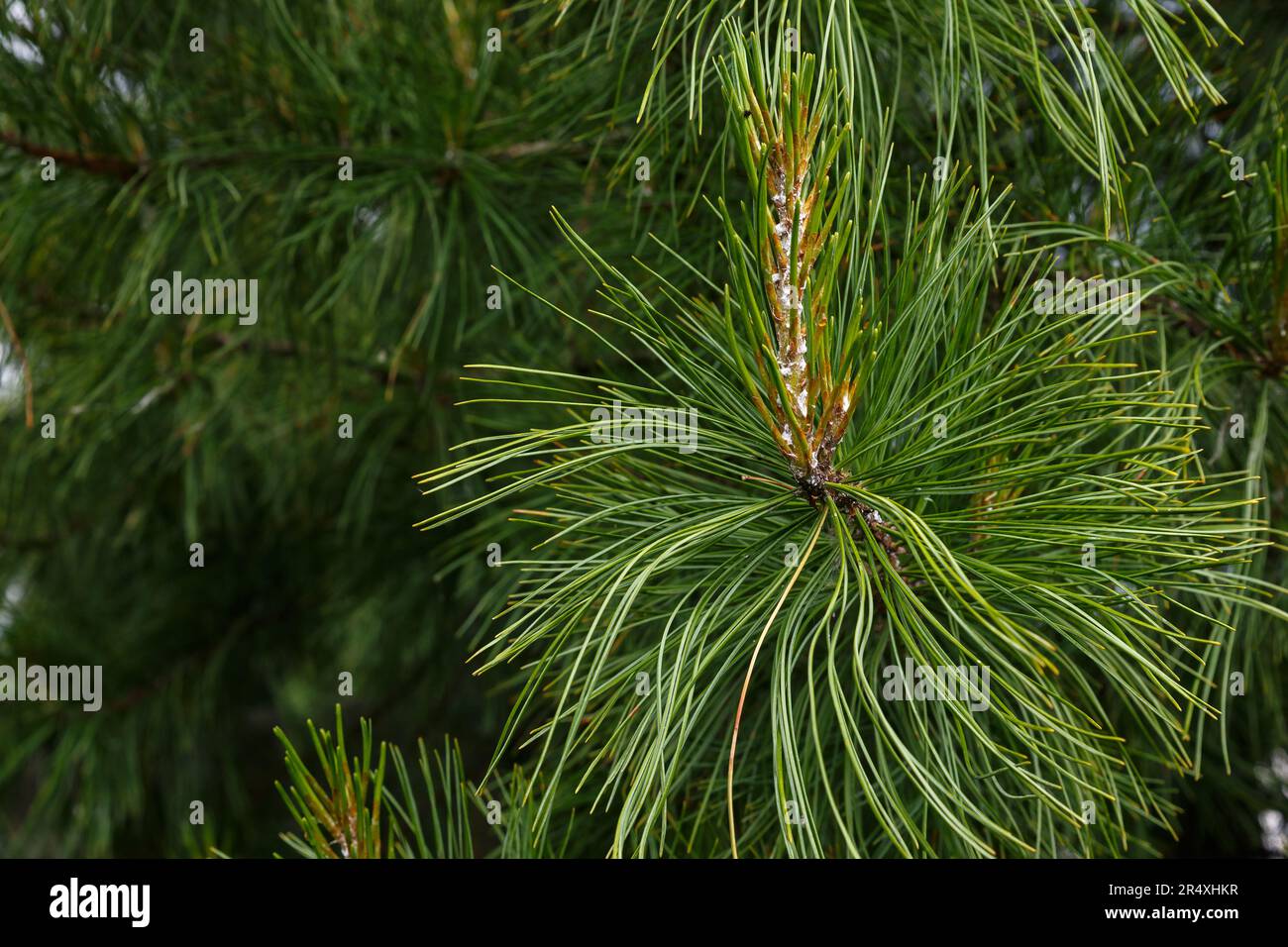 Branche de pin sibérien avec aiguilles vertes en gros plan. Arrière-plan de la nature Banque D'Images