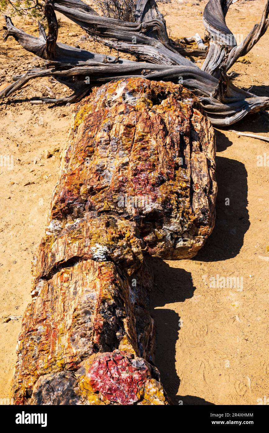 Arbre pétrifié rare et coloré ; Petrified Forest Trail ; Parc national de la forêt pétrifiée d'Escalante ; Escalante ; Utah ; États-Unis Banque D'Images