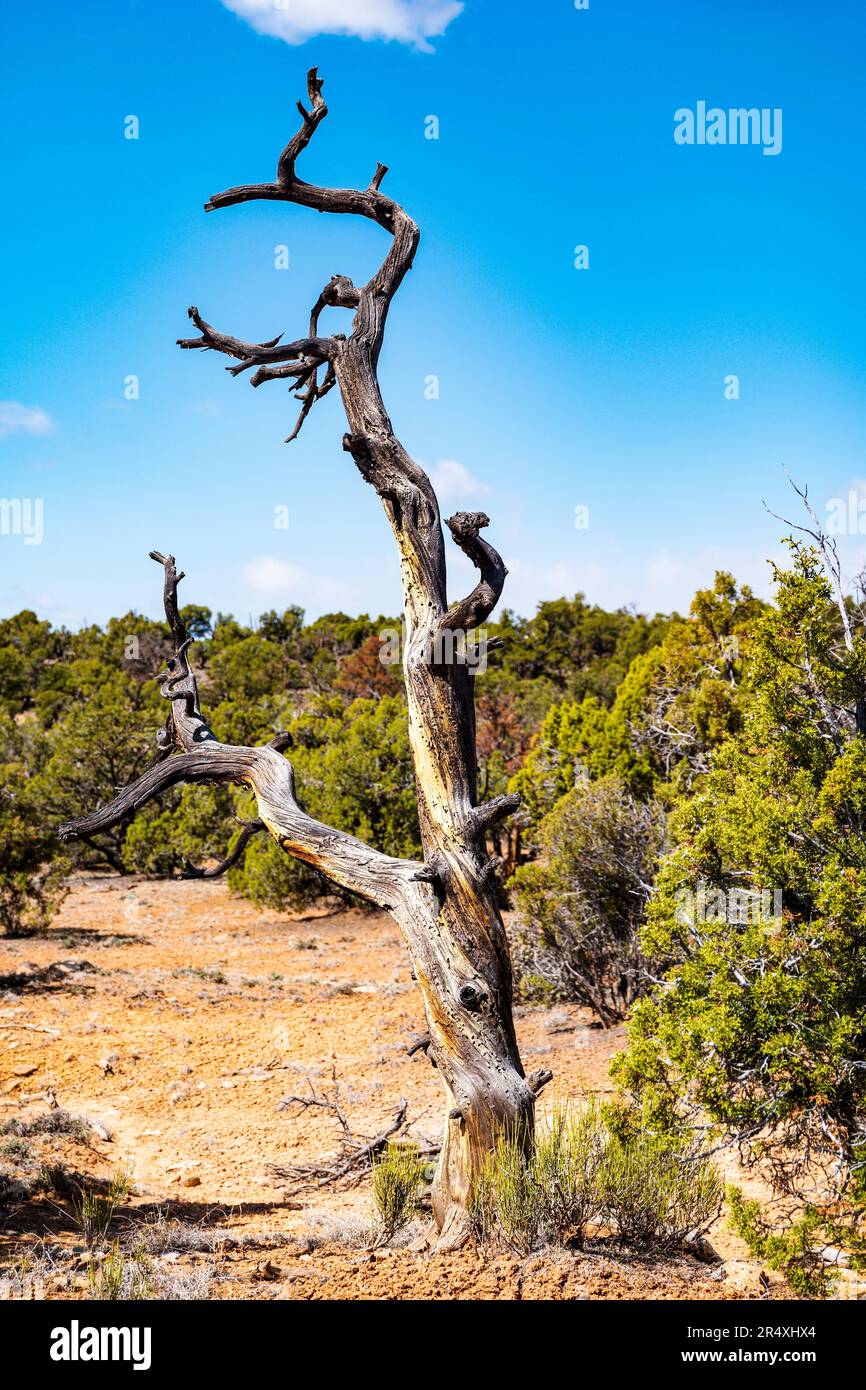 Pin Bristlecone antique à tête de cygne ; sentier de la forêt pétrifiée ; Parc national de la forêt pétrifiée d'Escalante ; Escalante ; Utah ; États-Unis Banque D'Images