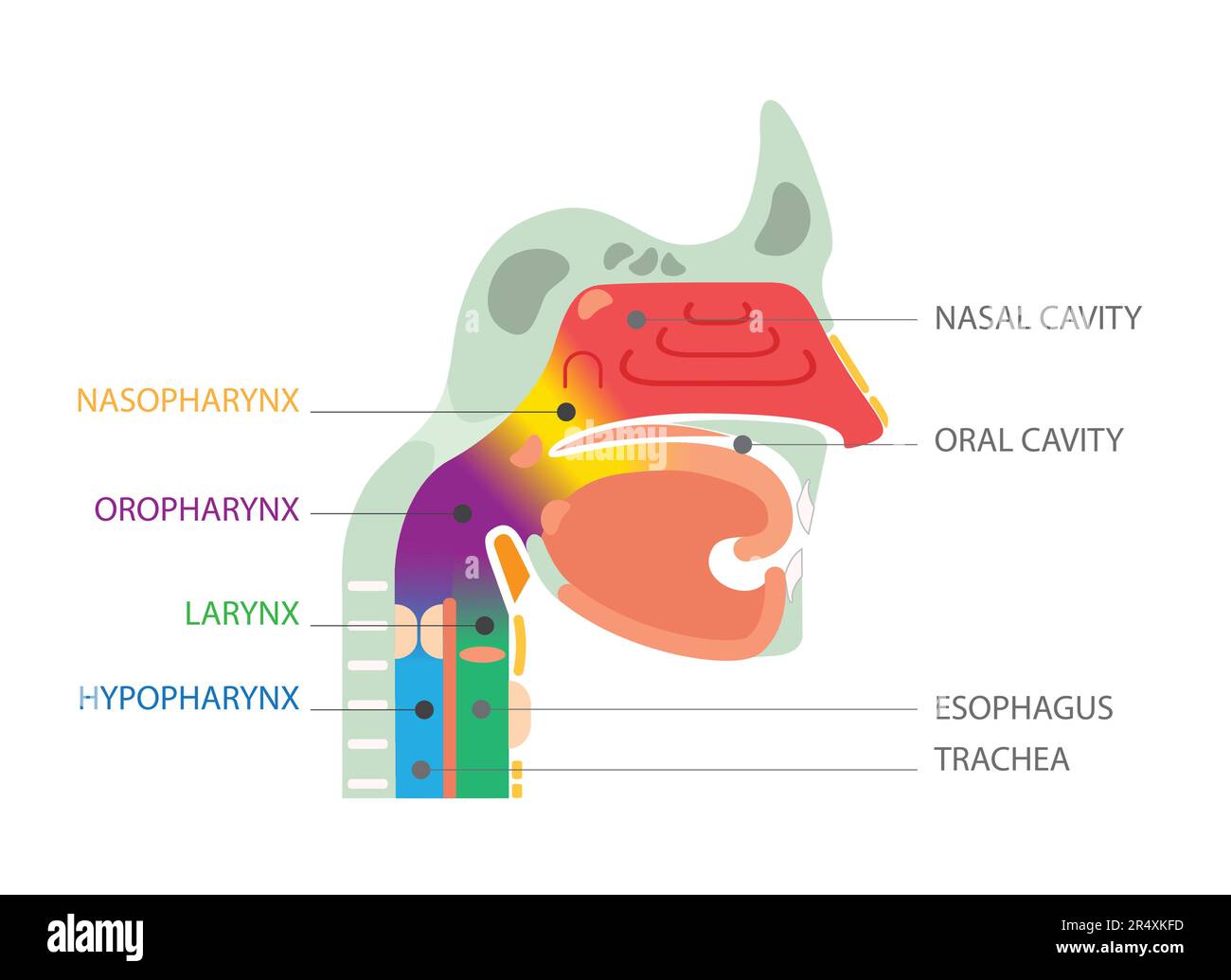 Information éducative sur les soins de santé. Cavité nasale et orale Illustration de Vecteur