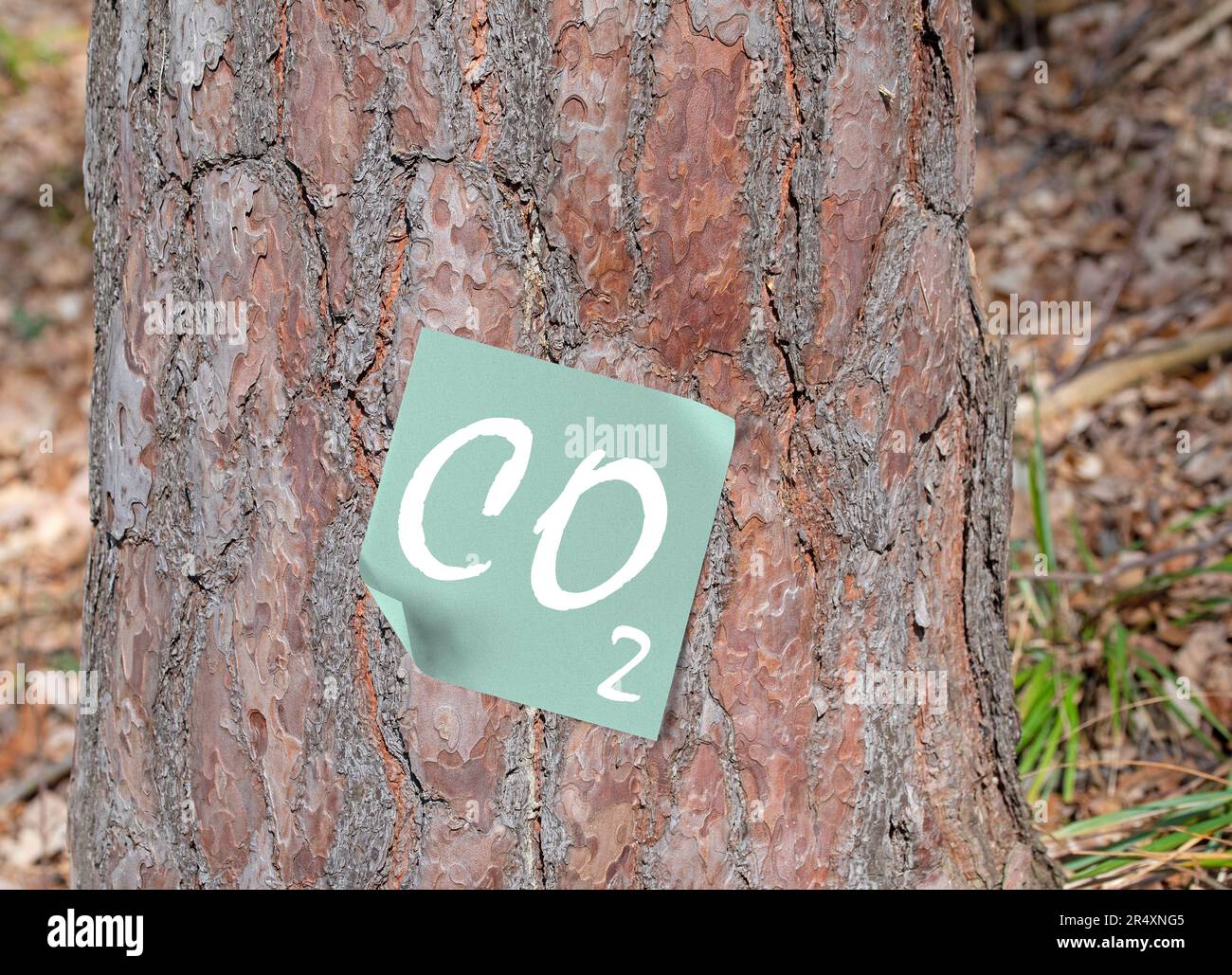 Arbre avec une note autocollante qui dit CO2 Banque D'Images
