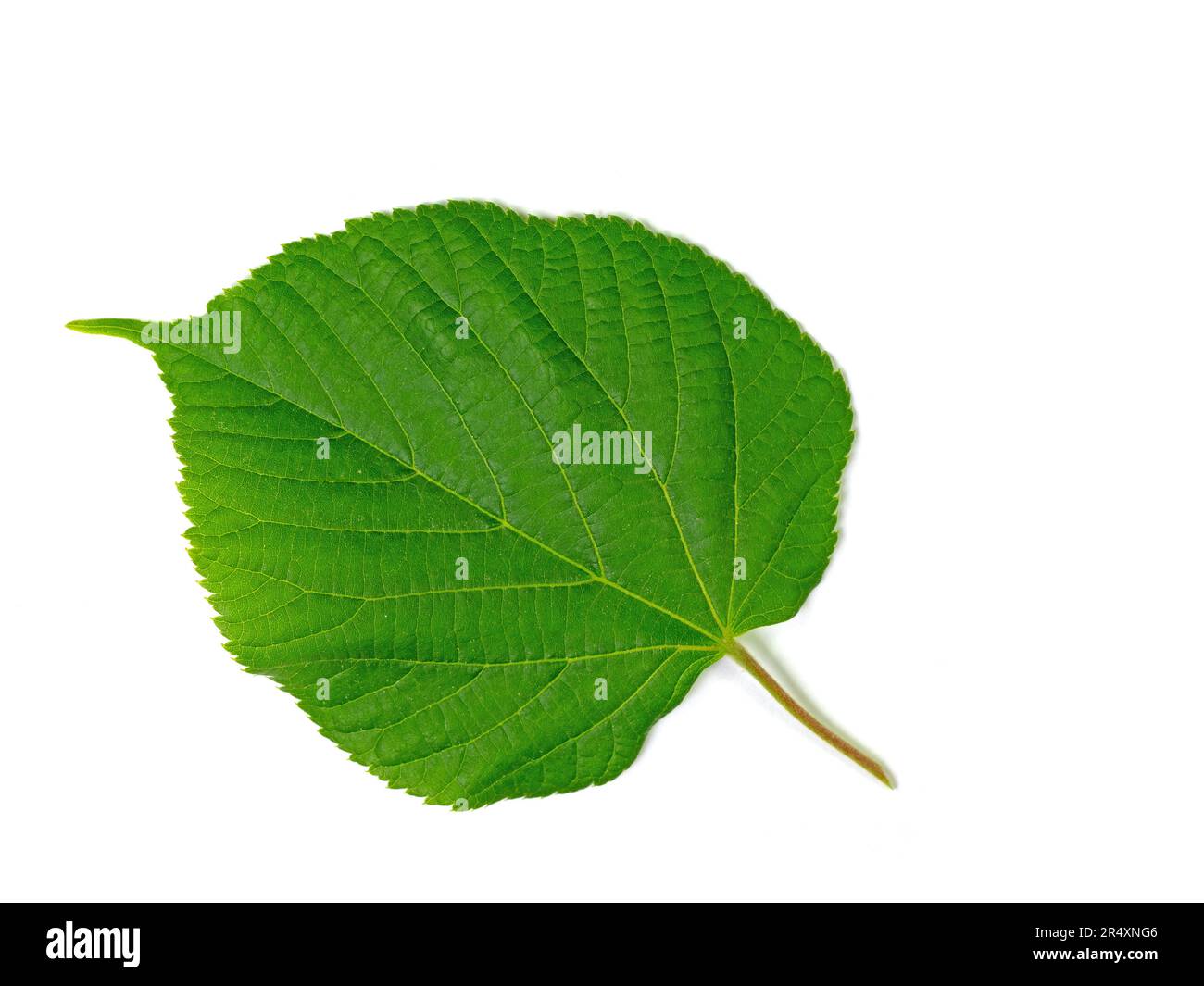 Feuille de tilleul sur fond blanc Banque D'Images