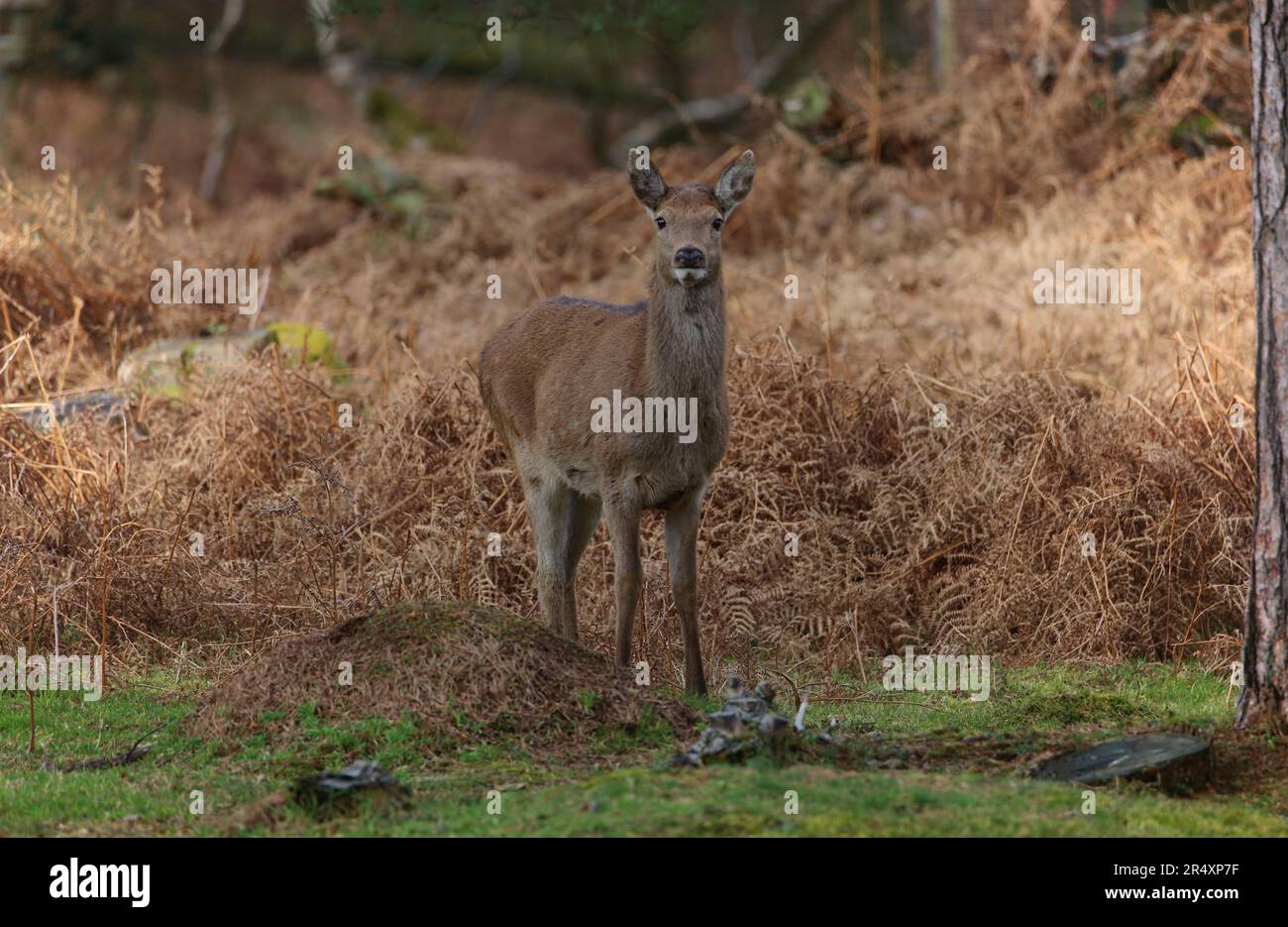 Une jeune cerf de Virginie (Hind) capturé dans les bois du Peak District Banque D'Images