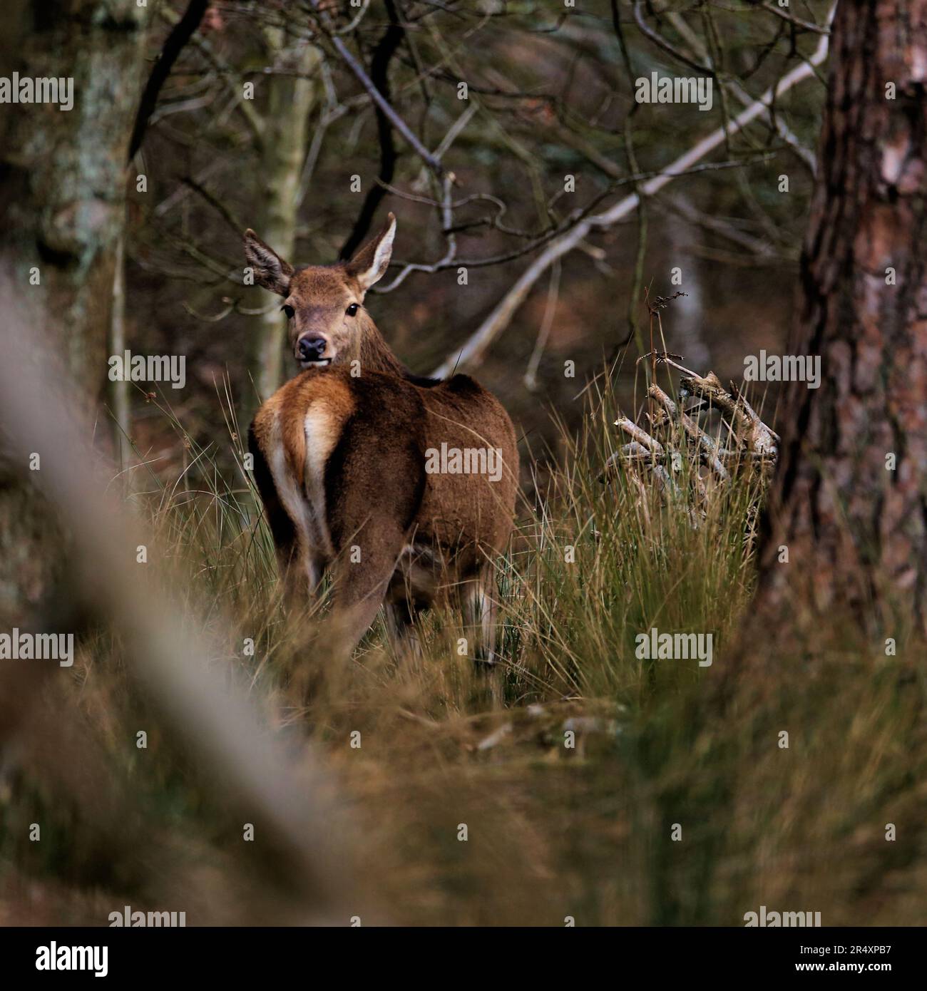 Deer traçant, une femelle Red Deer (un arrière) entend un coup de brindille sous le pied et se met rapidement à virevolter pour voir qui s'enfile derrière elle. Banque D'Images