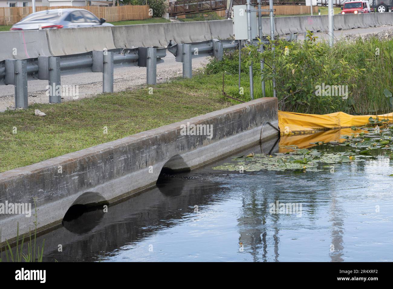 Everglades, Floride, États-Unis. 8th mai 2023. Un alligator sauvage qui nage dans un drain de tempête. Les Gators du sud de la Floride sont connus pour manger des chiens, des animaux de compagnie et attaquer les humains.le parc national des Everglades est une merveille naturelle captivante en Floride, États-Unis. S'étendant sur plus de 1,5 millions d'acres, il abrite divers écosystèmes, y compris des terres humides, des mangroves et des prairies à herbes hautes. Les visiteurs peuvent explorer sa faune unique, comme les alligators, les oiseaux aquatiques et les lamantins, par la randonnée pédestre, le kayak, ou en prenant des visites guidées, immergeant dans sa beauté à couper le souffle. Écologie, espèces envahissantes, changement climatique, env Banque D'Images