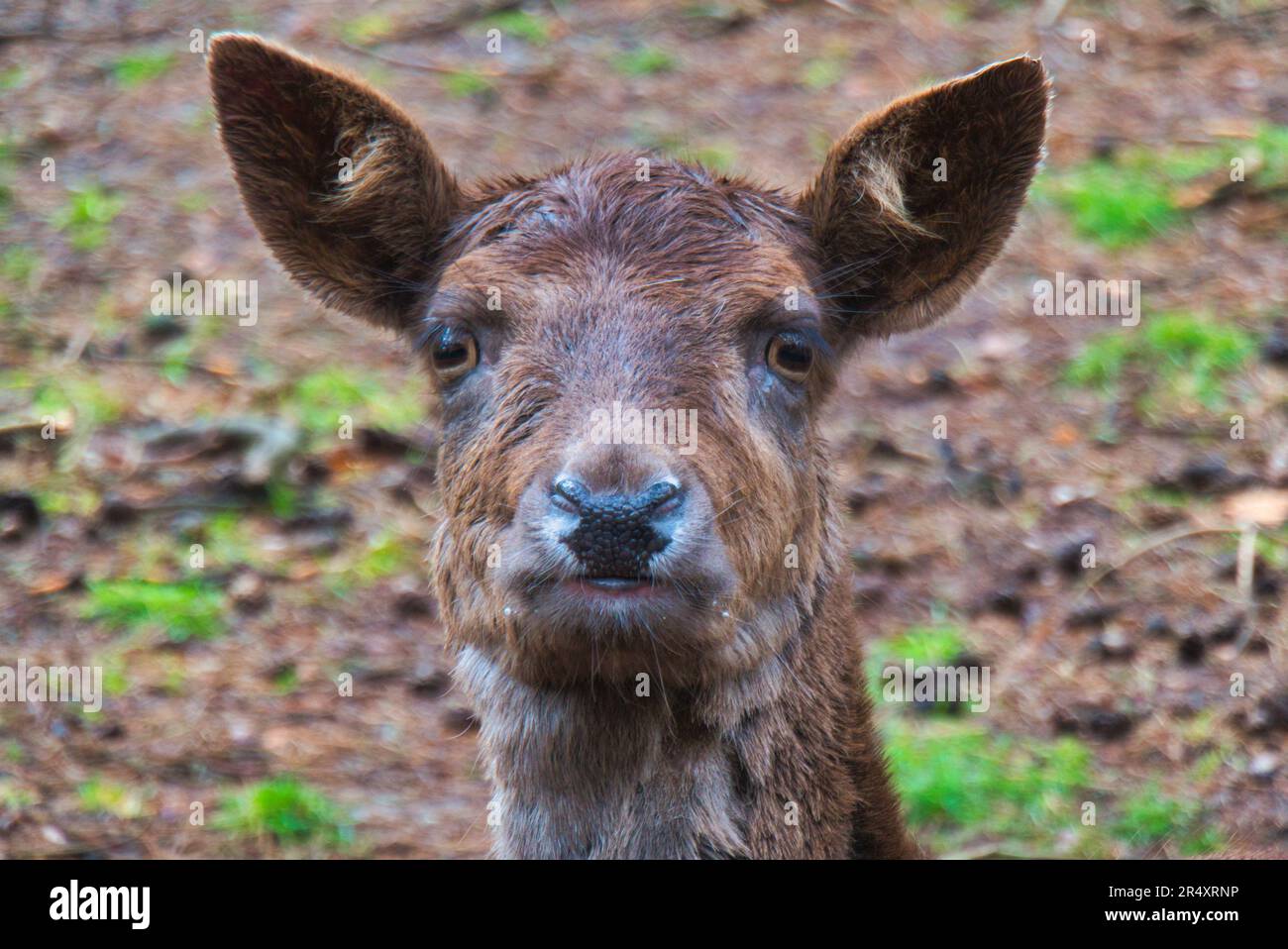 Quelques cerfs jachères en automne et en hiver Banque D'Images