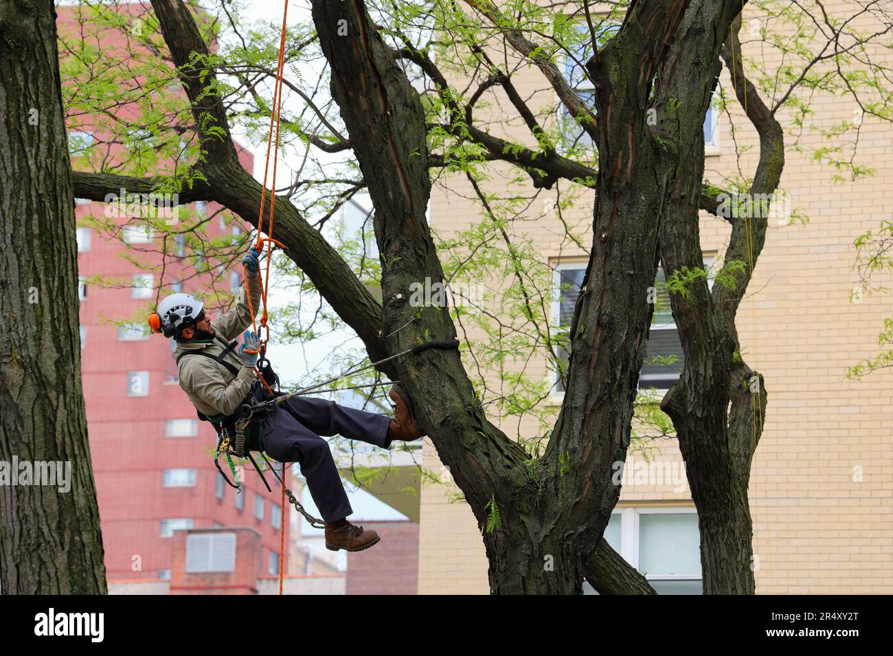 Un arboriste monte un sauterelle de miel sans épine (Gleditsia triacanthos inermis) pour élaguer plusieurs branches difficiles à atteindre dans la cime des arbres. Banque D'Images