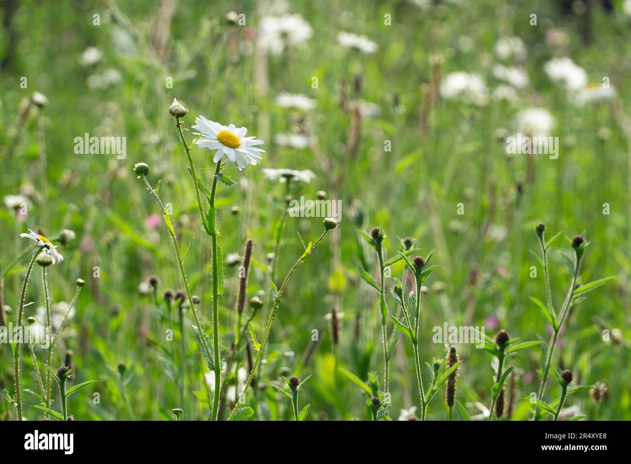 Un jardin de style fleurs sauvages planté avec des gants de renard et un mur de briques abîmé derrière. Emplacement: Cathédrale proche, Salisbury, Wiltshire. Anna Watson/Ala Banque D'Images