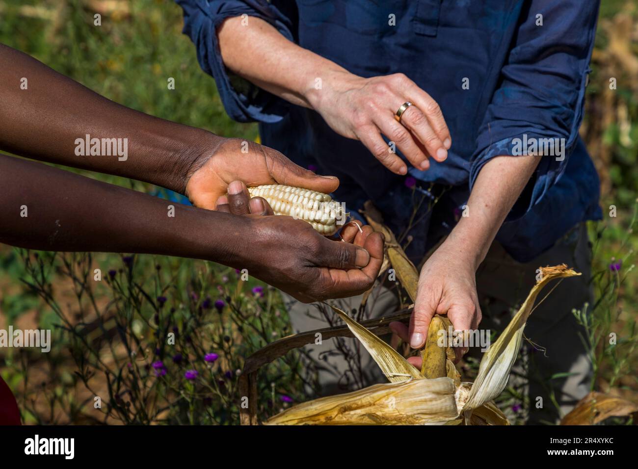 Un ouvrier agricole remet un épi de maïs blanc fraîchement cueilli à la journaliste de voyage Angela Berg, reconnaissable à sa manche bleue foncée et à son alliance, près de Kasina, au Malawi. Les ouvriers broient le maïs en farine de maïs, la base du nsima, le plat national du Malawi. Banque D'Images