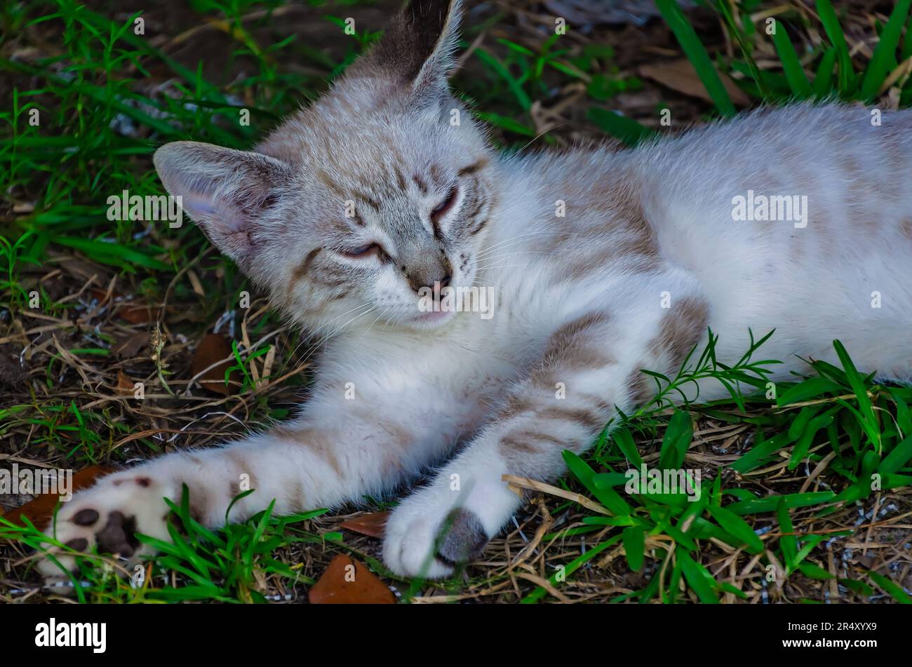 Un chaton féral est photographié, 22 mai 2023, à Coden, en Alabama. Banque D'Images