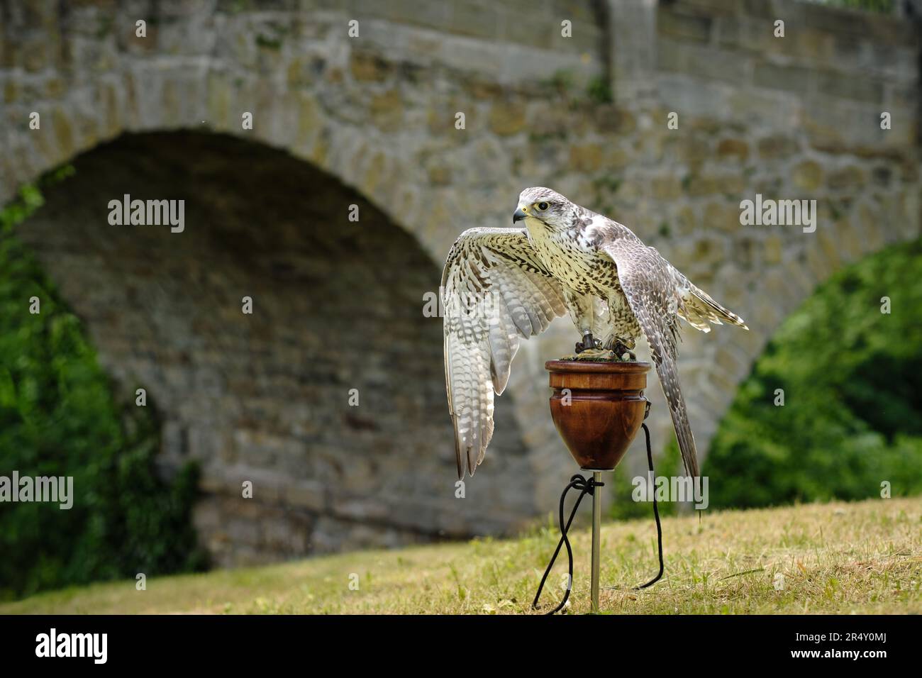 Faucon chasseur Banque de photographies et d images haute