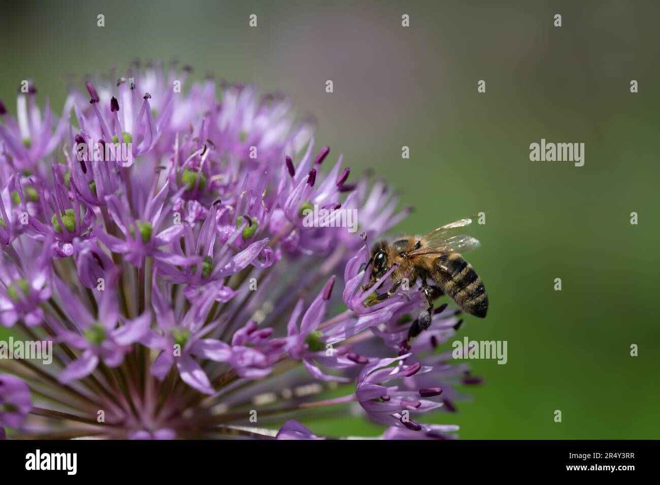 Une petite abeille pend sur une fleur d'allium violette. L'abeille est à la recherche de pollen. L'arrière-plan est vert Banque D'Images