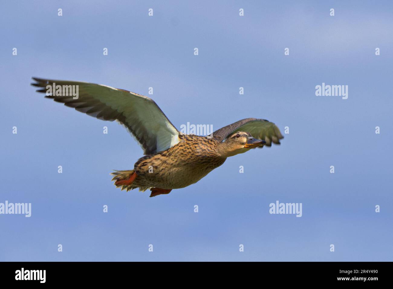 Belle femelle sauvage canard colvert Anas platyrhynchos volant avec des ailes larges ouvertes sur un ciel bleu vif d'été. Banque D'Images