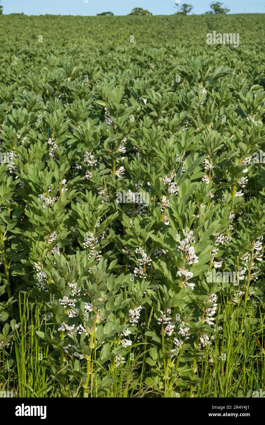 Champ de haricots larges en fleur. Suffolk, East Anglia, Royaume-Uni. Banque D'Images