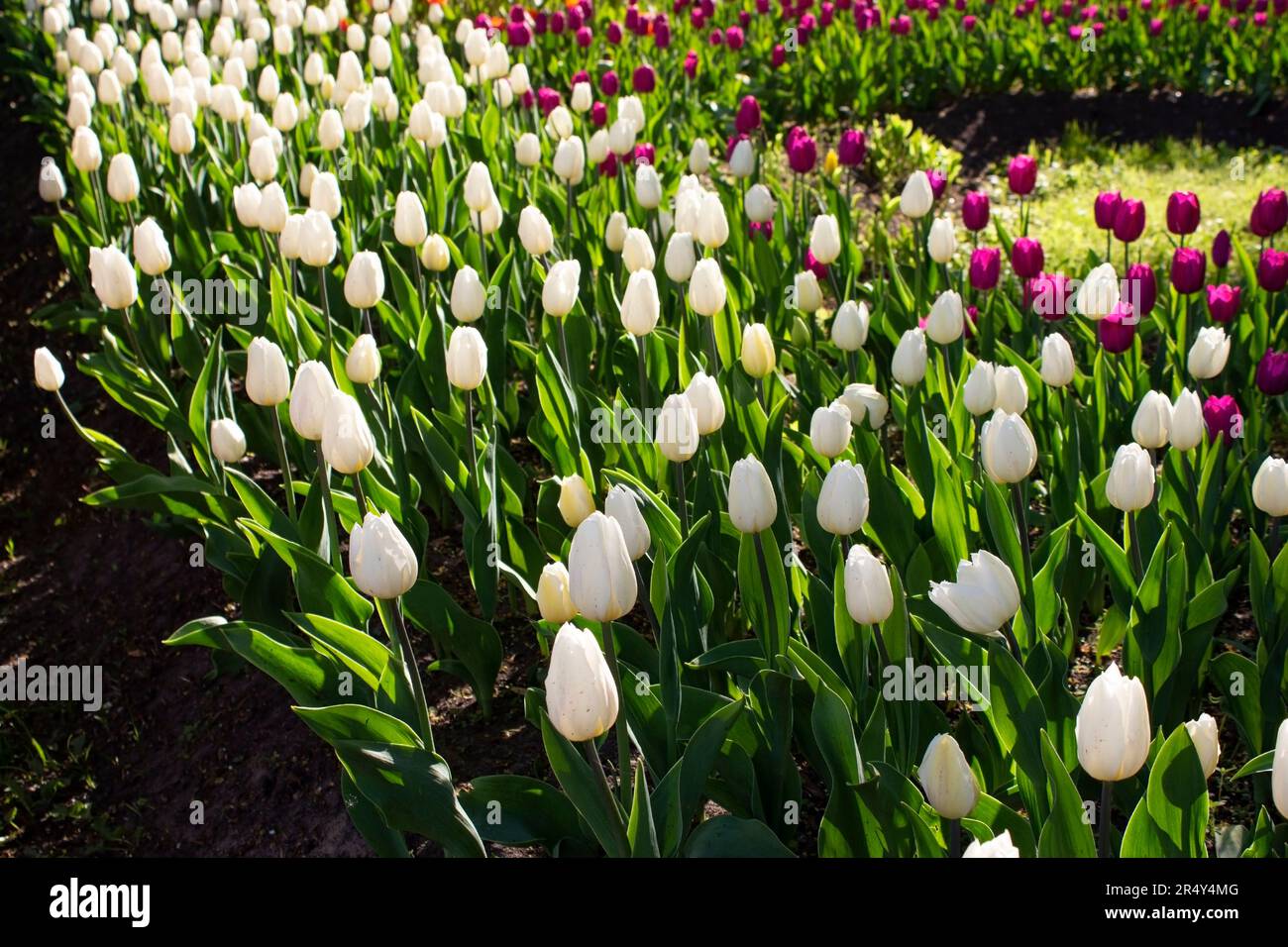 Des tulipes blanches poussent dans un lit de fleurs dans le parc. Fleurs de tulipe de printemps. Aménagement paysager. Banque D'Images