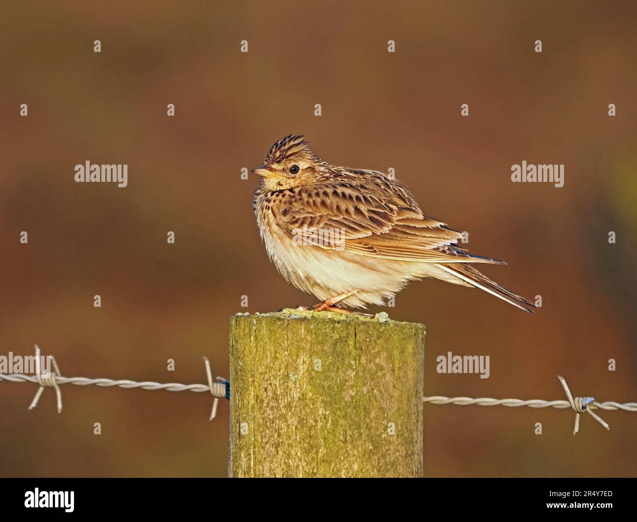 Portrait d'un Skylark eurasien (Alauda arvensis) sur le fil barbelé de fencepost à Cumbria, Angleterre, Royaume-Uni Banque D'Images