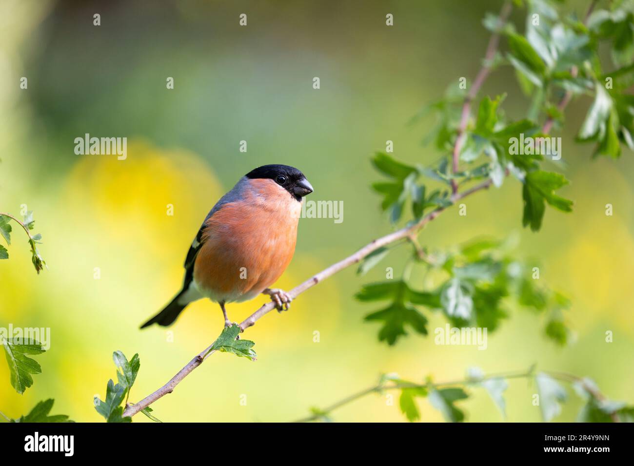 Bullfinch eurasien mâle adulte (Pyrrhula pyrrhula) perché sur une branche au printemps avec un fond jaune et vert ensoleillé - Yorkshire, Royaume-Uni (mai 2023) Banque D'Images