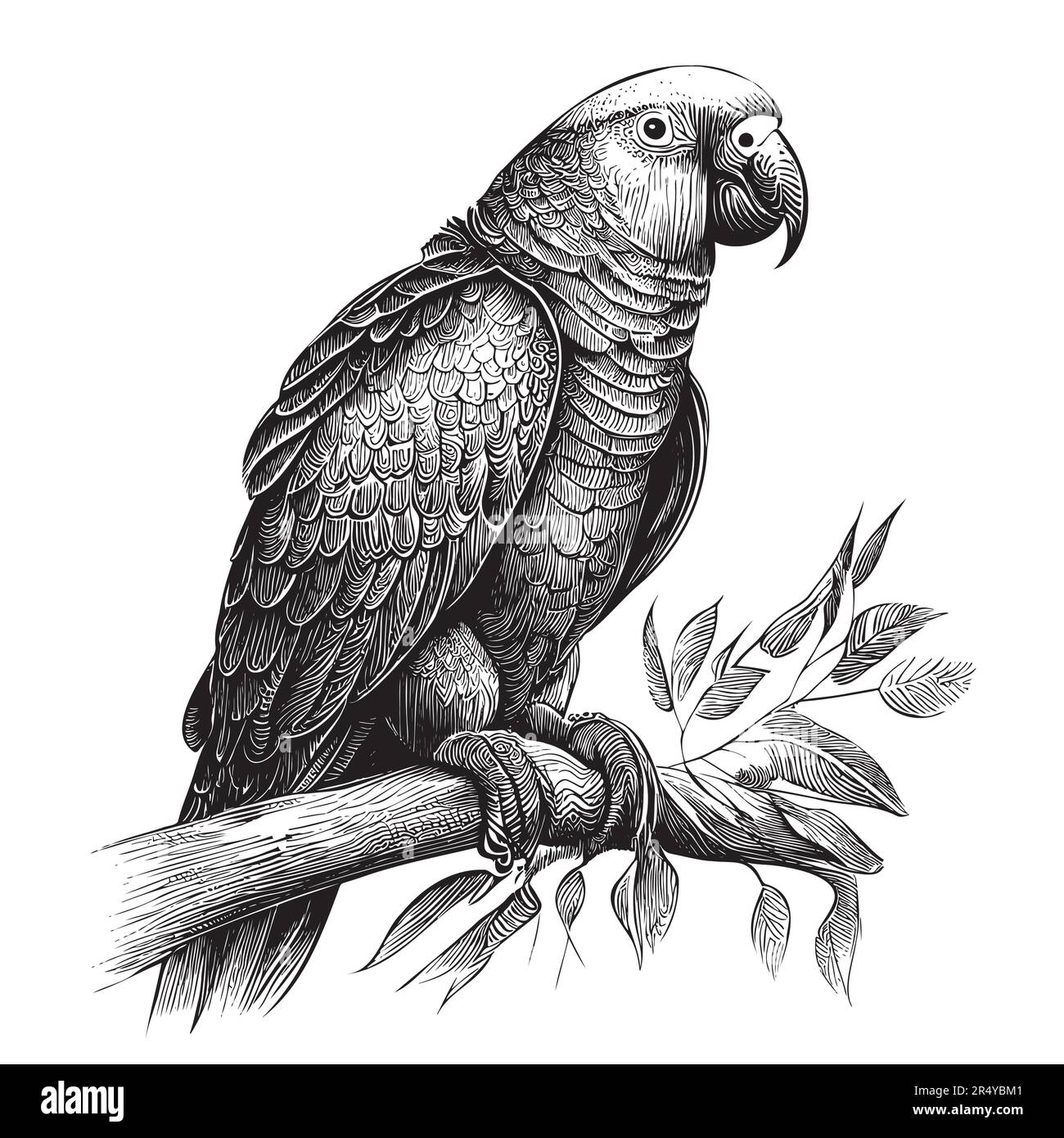 Parrot assis sur l'illustration d'esquisse de branche dessinée à la main Illustration de Vecteur