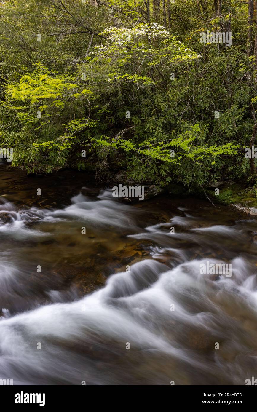 Le Dogwood fleurit au printemps le long de la rivière Oconaluftee, dans le parc national des Great Smoky Mountains, Caroline du Nord Banque D'Images