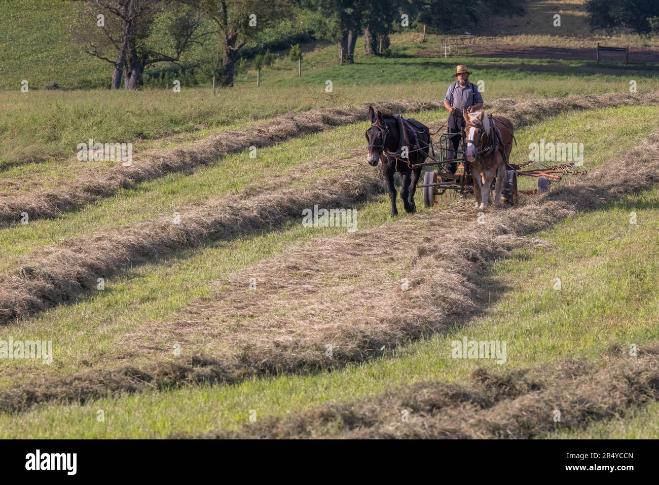 Foin de raflage Amish avec des machines tirées par des chevaux, comté de Lancaster, Pennsylvanie Banque D'Images