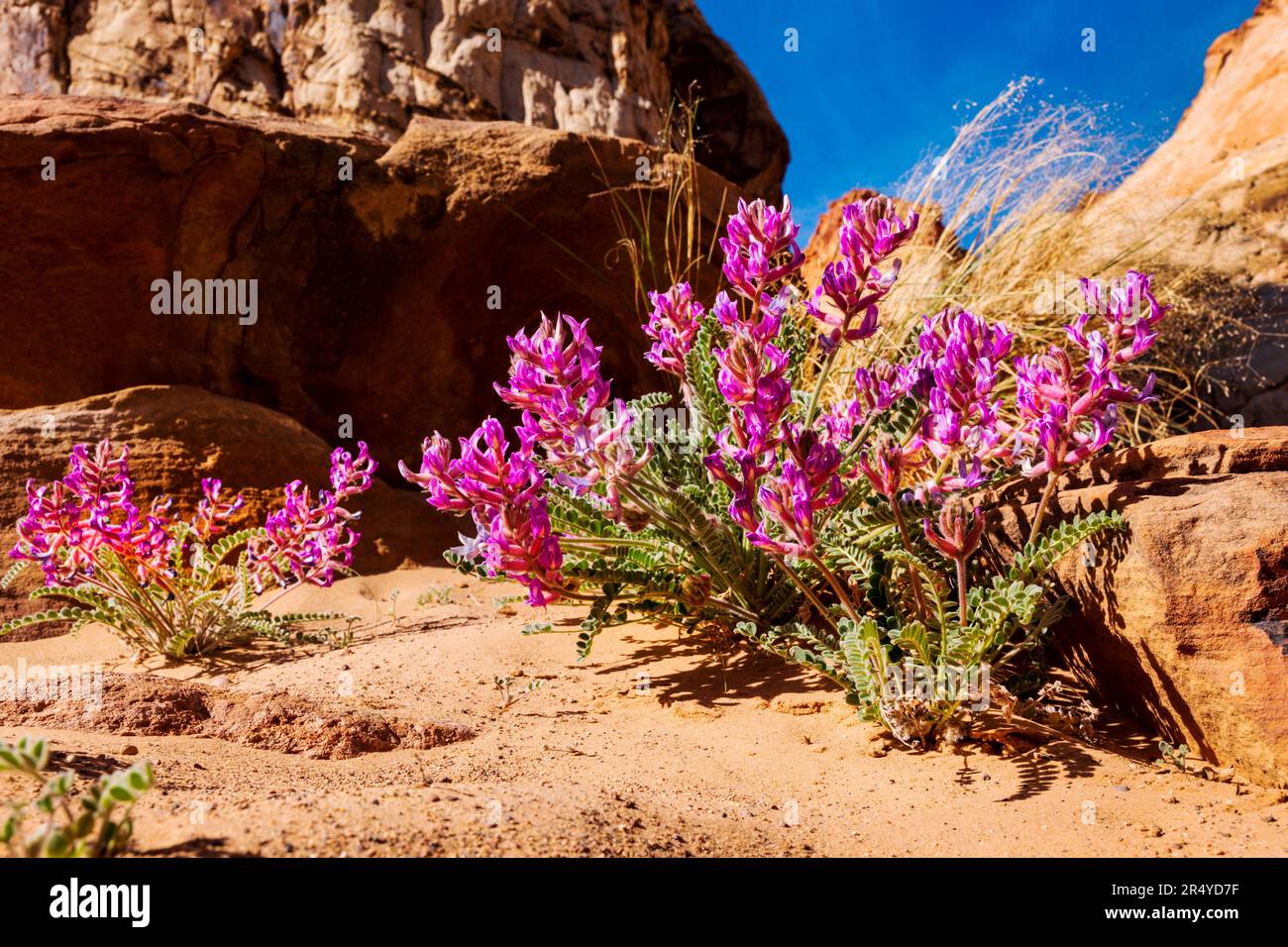 Milkvetch laineux; Astragulus mollissimus; locoweed; fleurs sauvages; sentier Capital gorge; Parc national de Capital Reef ; Utah ; États-Unis Banque D'Images