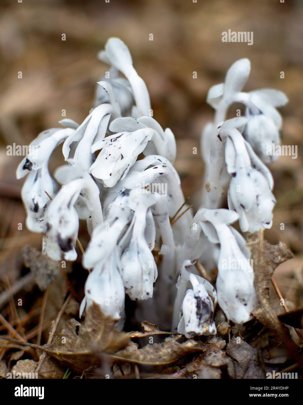 Une grande souche de plante fantôme (Monotropha uniflora) fleurit Banque D'Images