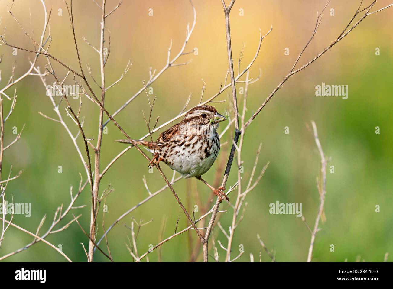 Chant Sparrow (Melospiza melodia) avec des chatterpiles dans beak. Banque D'Images