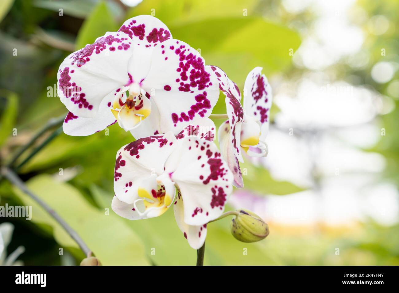 Plante d'orchidée blanche dans le jardin de la nature Banque D'Images