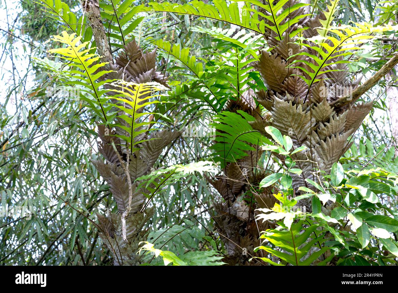 Drynaria quercifolia arbre dans la forêt tropicale, utilisé pour regrouper les os cassés (tiges). L'arbre pousse naturellement, vit habituellement sur des arbres, rarement sur des rochers dans Banque D'Images