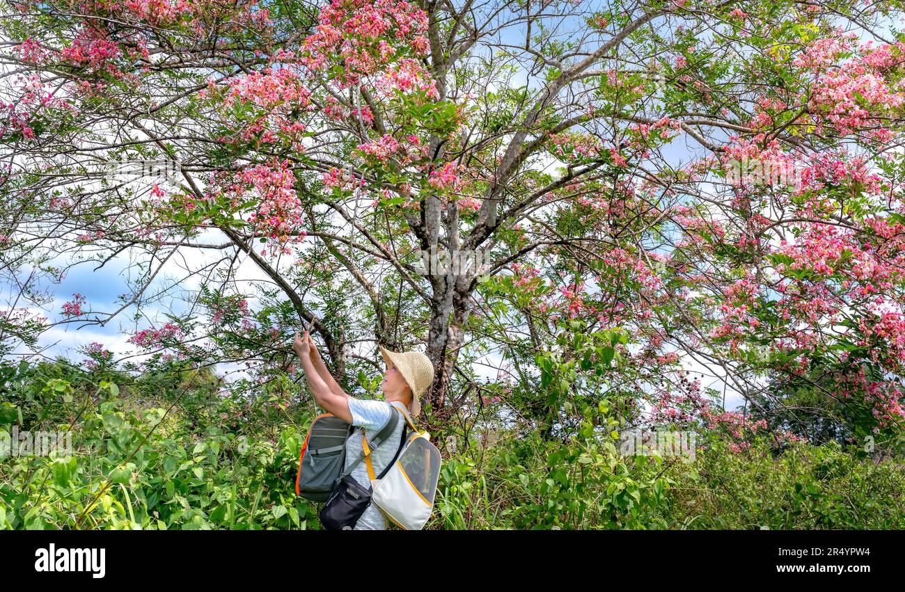 Parc national Nam Cat Tien, province de Dong Nai, Vietnam - 28 mai 2023 : les touristes admirent la beauté de la Cassia javanica en pleine floraison au parc national Nam Cat Tien, Dong NaiVietnam Banque D'Images