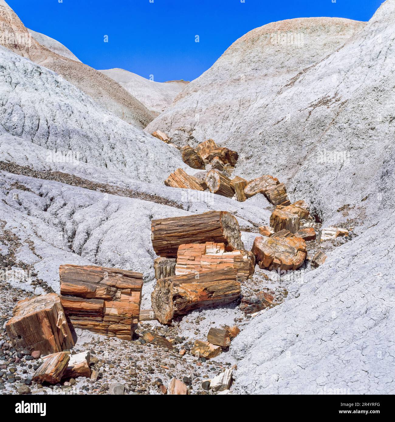 rondins pétrifiés dans un ravin dans les badlands du parc national de la forêt pertrifiée, arizona Banque D'Images