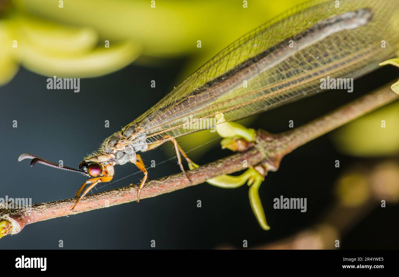 Gros plan d'un lion (Myrmeleontidae) perché sur une branche sur fond de nature, foyer sélectif, photo d'insecte en Thaïlande. Banque D'Images