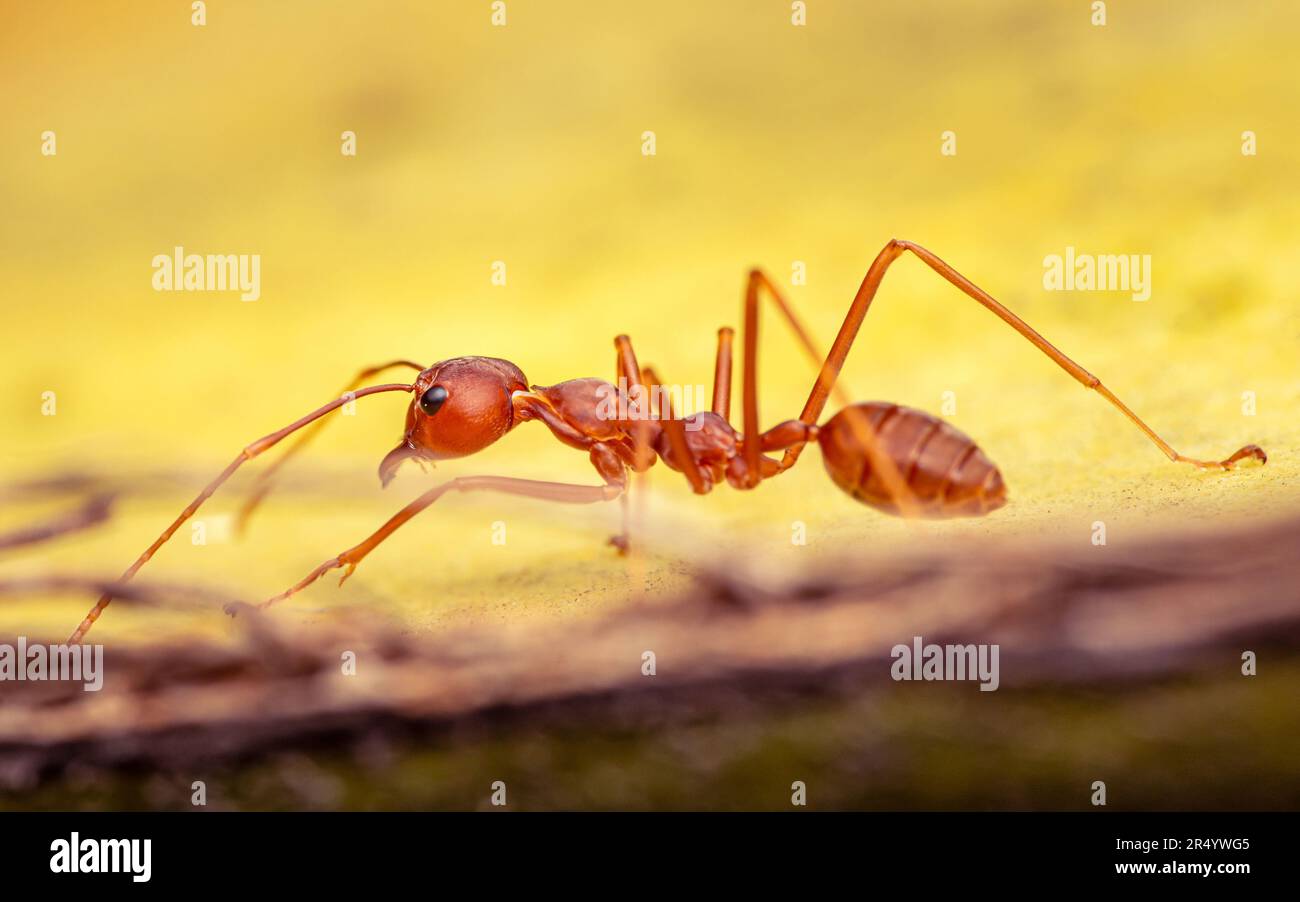 Gros plan d'un Ant rouge marchant sur une feuille jaune dans la nature, mise au point sélective, photo d'insecte. Banque D'Images