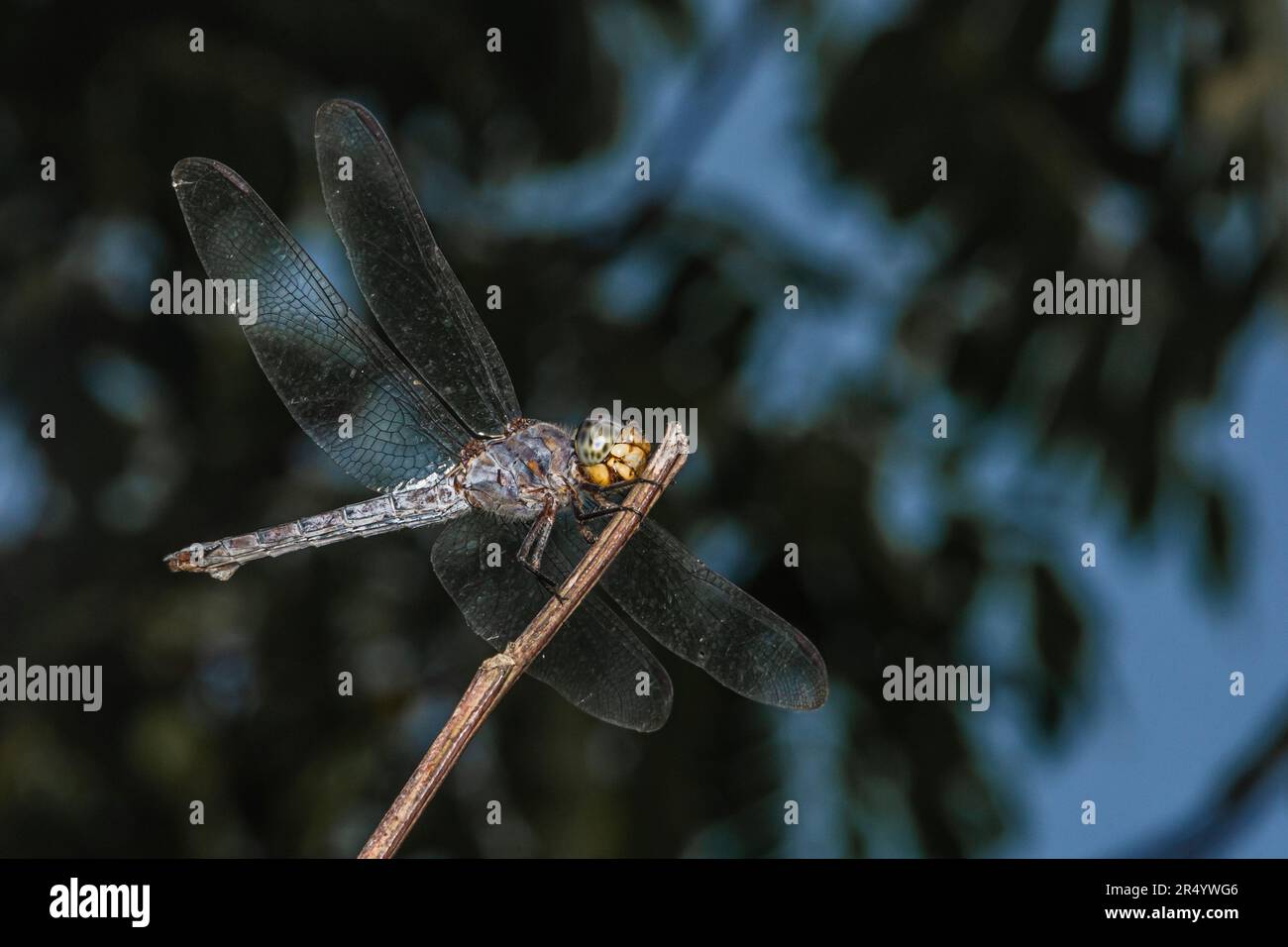 Gros plan de la libellule perchée sur une branche d'arbre, bois sec et fond naturel, foyer sélectif, macro insecte, insecte coloré en Thaïlande. Banque D'Images