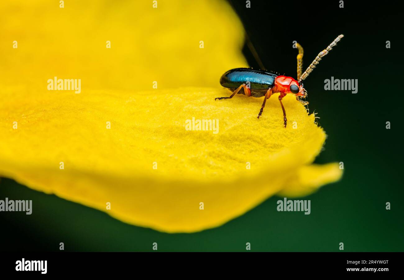 Coléoptère de feuilles de céréales (Oulema melanopus) mangeant des fleurs jaunes âgées, photographie rapprochée. Banque D'Images