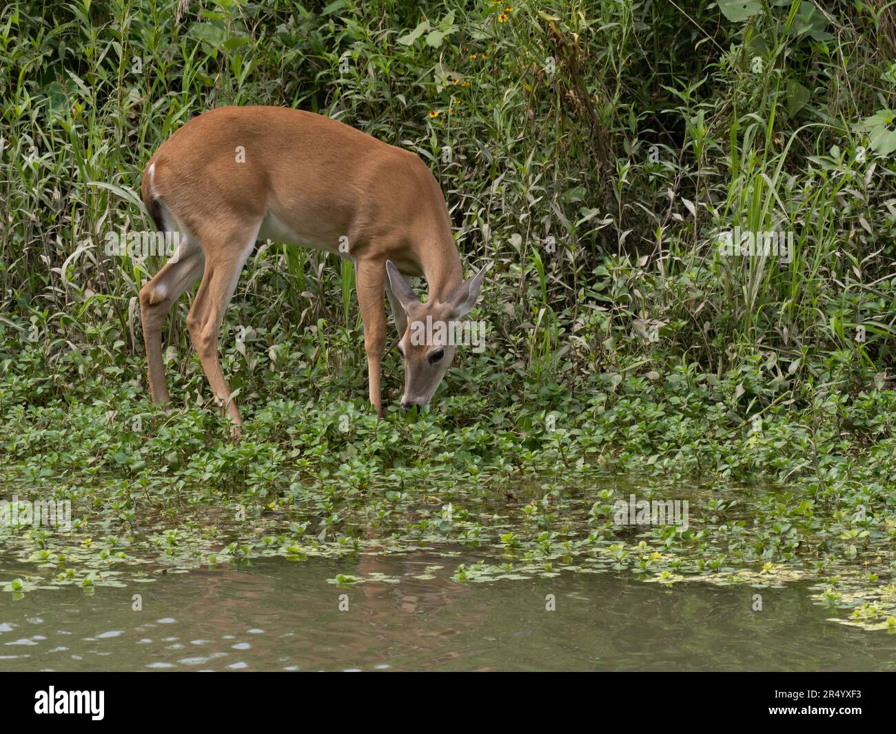 Cerf de Virginie ou à queue blanche paissant sur des feuilles au bord d'un étang au Texas. Banque D'Images