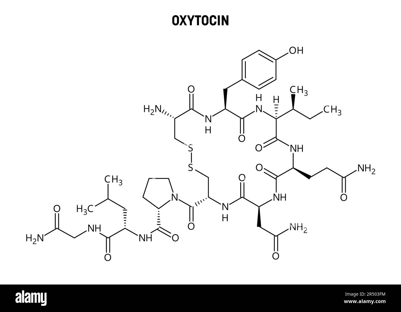 Structure moléculaire de l'oxytocine. L'oxytocine, l'hormone de l'amour, produite dans l'hypothalamus. Rôle important dans la reproduction, l'accouchement et le bondi social Illustration de Vecteur
